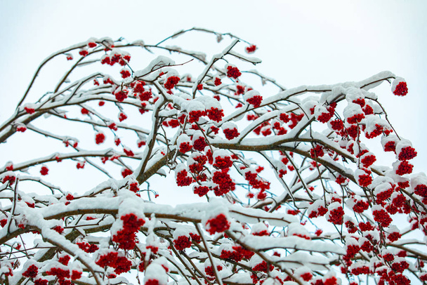 雪に覆われたカナダホリー冬の果実 - 写真・画像