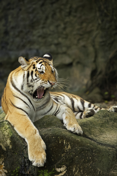 Tiger - Zdjęcie, obraz