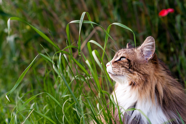 close-up of a beautiful  tabby norwegian forest cat on the tall  grass. Profile portrait - Photo, Image