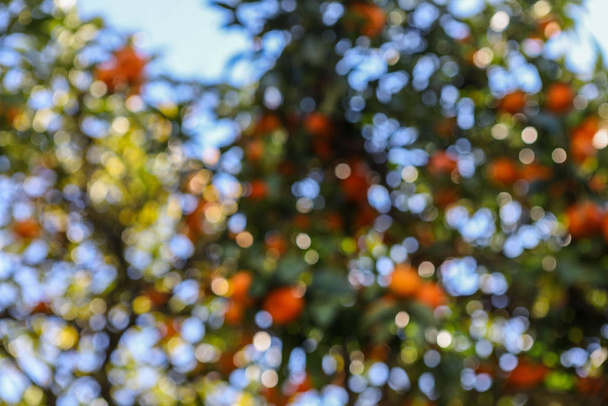 Розмитий фон з помаранчевим деревом. Дефокусований
 - Фото, зображення
