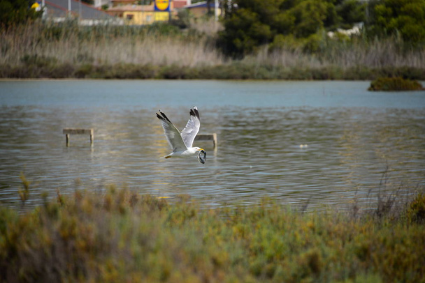 scenic view of beautiful gulls birds - Foto, immagini