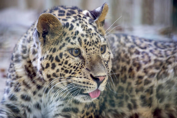 Nahaufnahme Portrait sorgfältig Blick in die Ferne Leopard - Foto, Bild