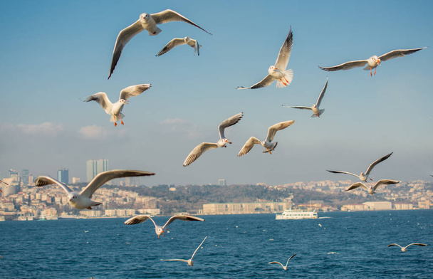 Seagulls flying in sky of Istanbul of Turkey - Photo, Image