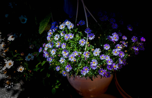 Красиві квіти для продажу за межами квіткового магазину
 - Фото, зображення
