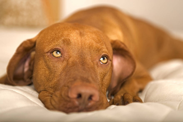 dreamy dog laying on a bed - Фото, зображення