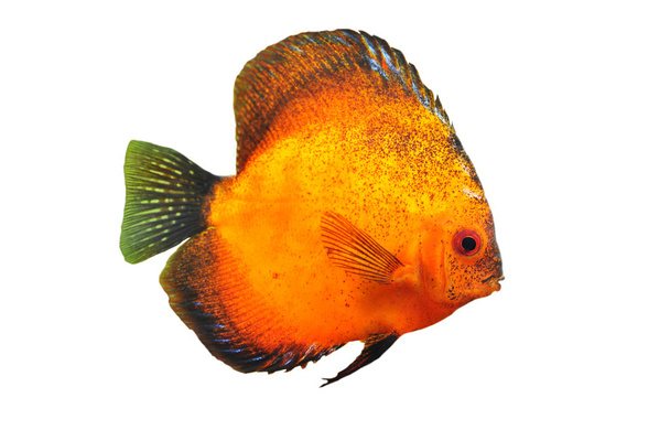 Young discus - Photo, Image