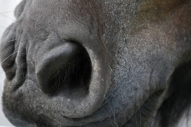 horse head close up - Фото, изображение