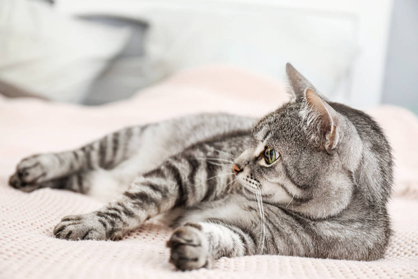 Симпатичная кошка на кровати дома
 - Фото, изображение