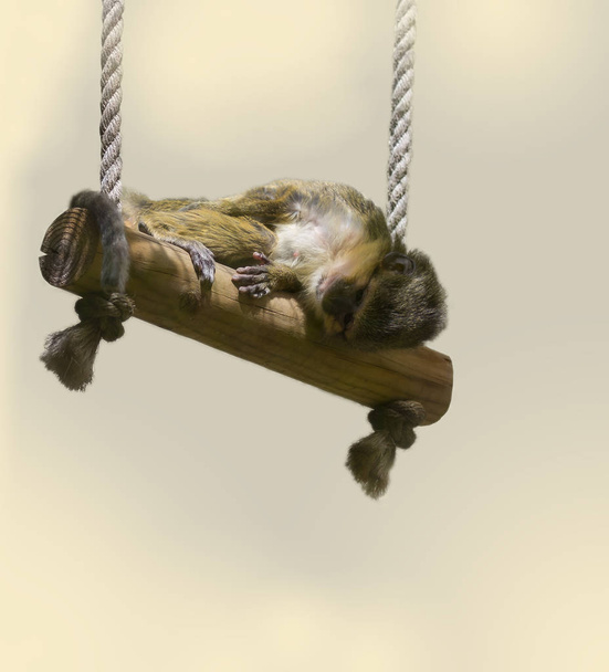 dwarf guenon on the swing - Zdjęcie, obraz