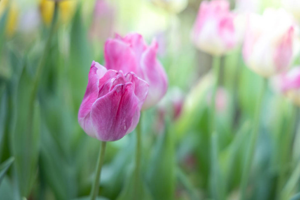 Bellissimo bouquet di tulipani. tulipani colorati. sfondo della natura - Foto, immagini