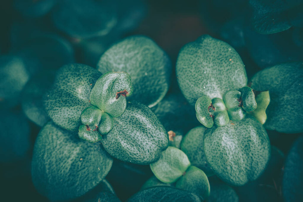Green Leaf Texture; nature background - Valokuva, kuva