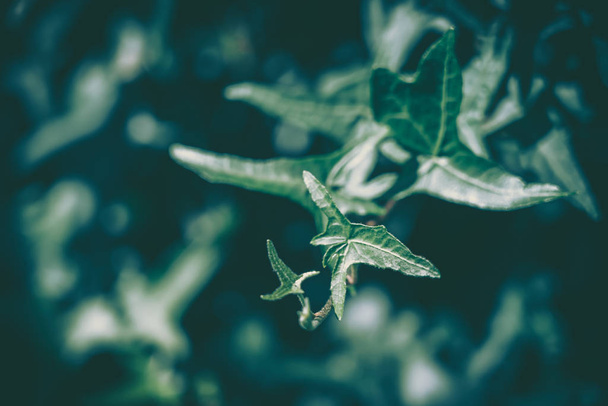 Green Leaf Texture; nature background - Фото, зображення