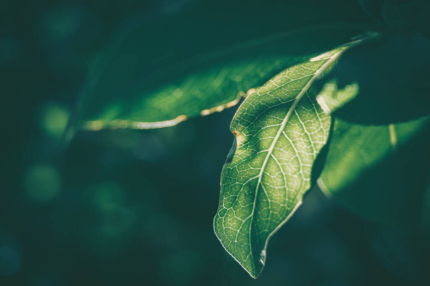 Green Leaf Texture; nature background - 写真・画像