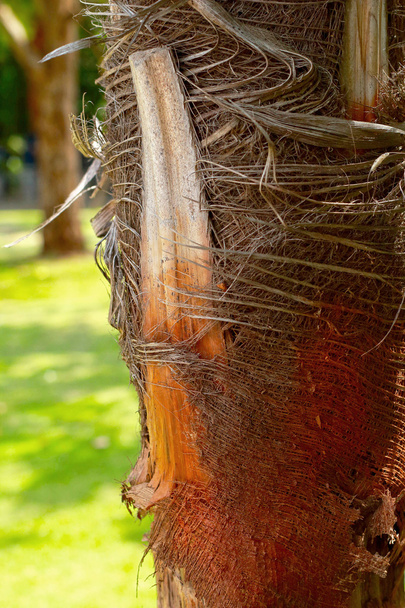 kokosová palma - Fotografie, Obrázek