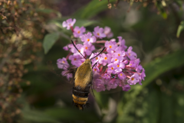 Kolibri moly, a szfinx-lepke - Fotó, kép