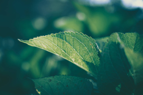 Green Leaf Texture; nature background - Foto, Imagem