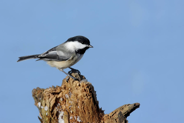 Black-capped Chickadee (poecile atricapilla) on a perch with a blue background - Fotoğraf, Görsel