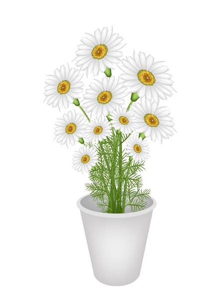 krásné čerstvé Heřmánek v květináč - Vektor, obrázek