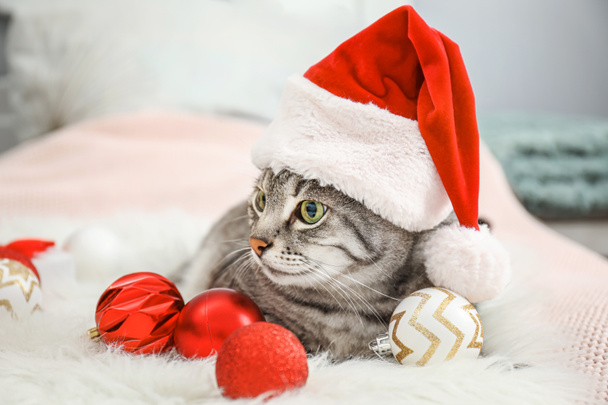 Lindo gato en Santa sombrero y con decoración de Navidad en la cama
 - Foto, Imagen