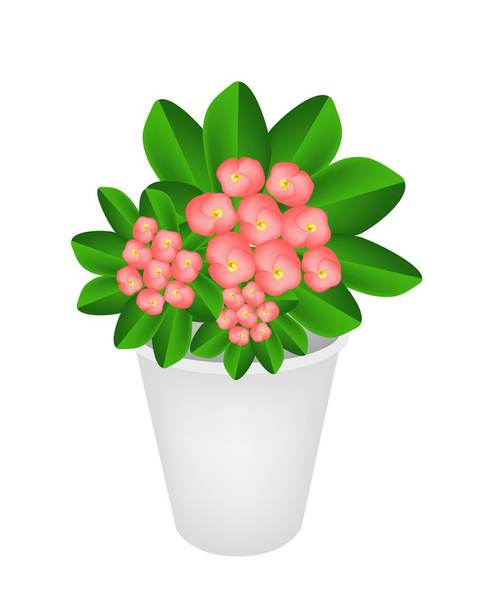 Coroa fresca de espinhos em um vaso de flores
 - Vetor, Imagem