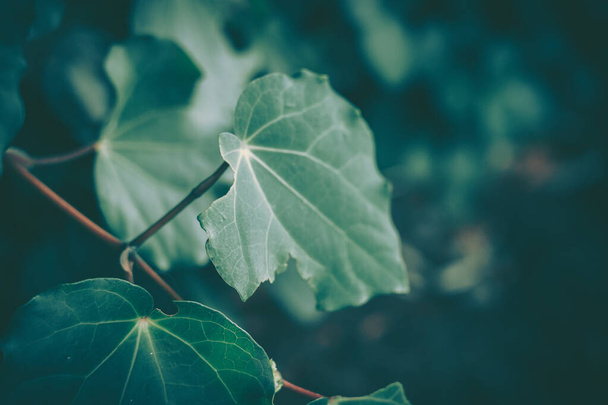 Green Leaf Texture; nature background - Valokuva, kuva