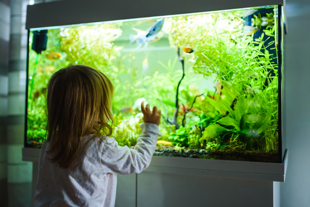 2-leté dítě uvnitř sleduje ryby plavání ve velké akváriu. - Fotografie, Obrázek
