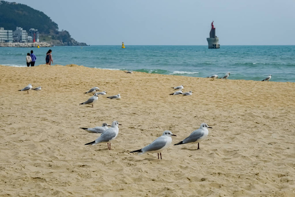 Γλάροι στην παραλία στο Μπουσάν, Νότια Κορέα - Φωτογραφία, εικόνα