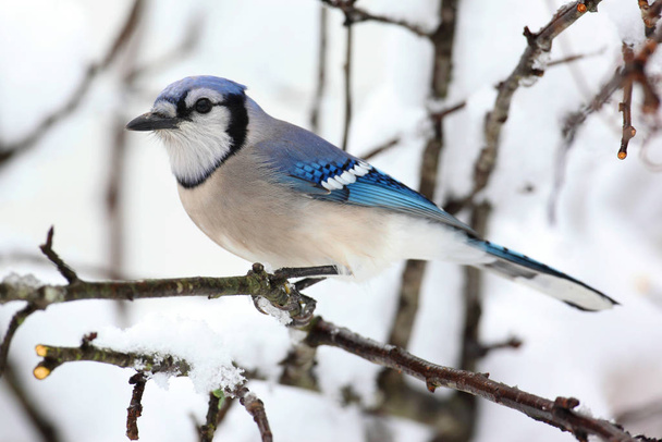 Blue Jay (corvid cyanocitta) and an apple tree with snow - Foto, imagen