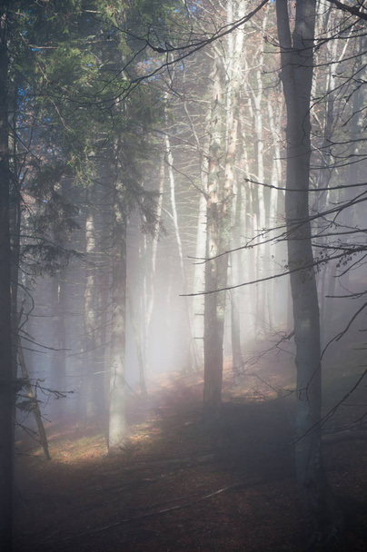 Sunbeam through fog in the middle of a forest - Fotoğraf, Görsel