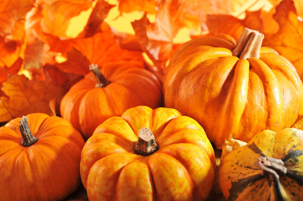 pumpkins against bright orange oak leaves\n - Photo, Image