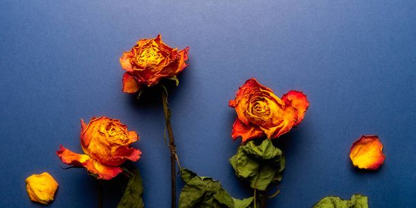 Suszone pomarańczowe róże, kilka pięknych wyblakłych kwiatów - Zdjęcie, obraz