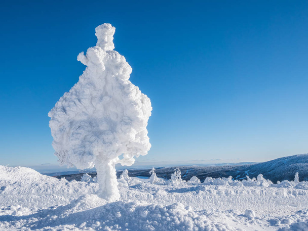 Strom v malebných zimních šatech - Fotografie, Obrázek