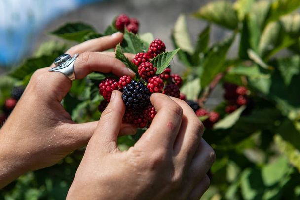 U pick blackberries farm, hands close up - Photo, image