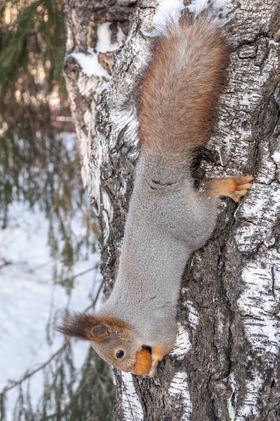 Squirrel in winter with a big nut on a tree upside down - Фото, изображение