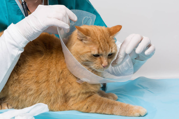 red tiger cat getting a ruff at a animal clinic - Zdjęcie, obraz