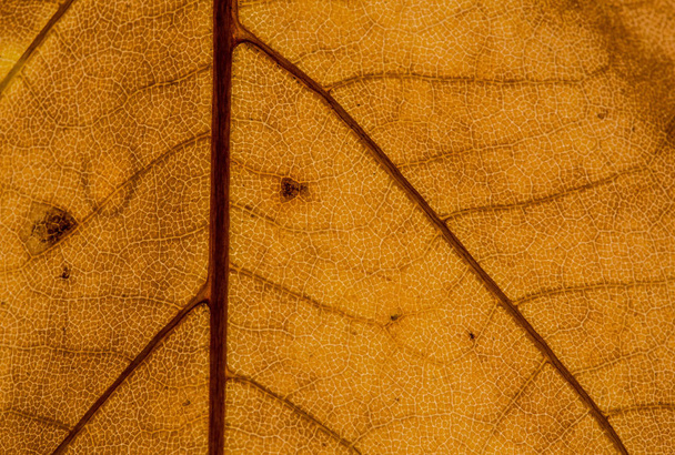 maple leaves, leaf foliage - Foto, Imagen