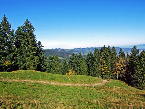 Змішані ліси та дерева на гірському хребті Альпштейн і в долині річки Рейн (Рейнталь), Оберрієт - Сг - Кантон (Санкт - Галлен, Швейцарія). - Фото, зображення
