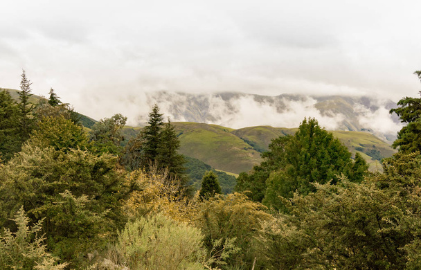 Beau paysage d'arbres avec des montagnes brumeuses dans le backgro
 - Photo, image