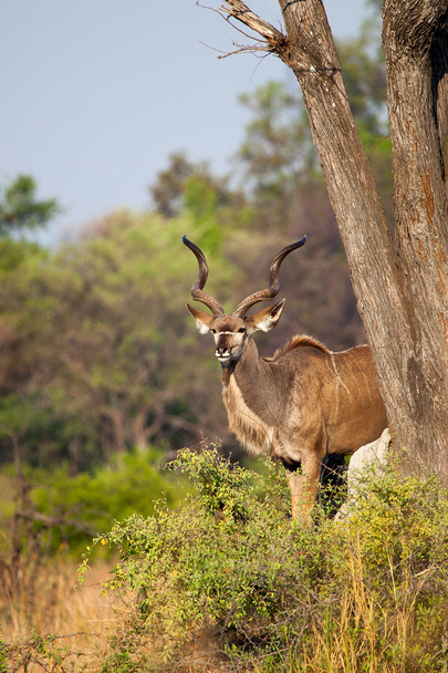 Le Grand Kudu au Botswana
 - Photo, image