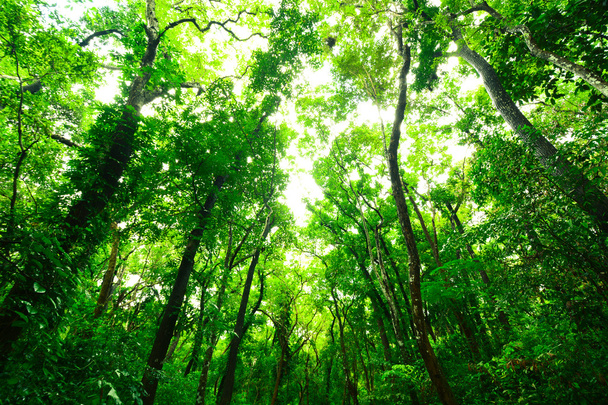 Зелений ліс вранці
 - Фото, зображення