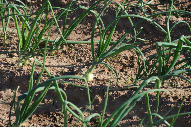 onions on the field in spain - Фото, изображение