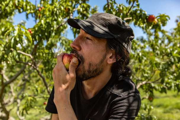 Mies nauttii persikan syömisestä hedelmätarhassa
 - Valokuva, kuva