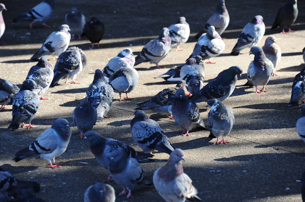 scenic view of pigeon birds - Valokuva, kuva