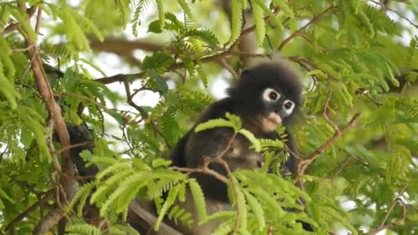 Cute spectacled leaf langur, dusky monkey on tree branch amidst green leaves in Ang Thong national park in natural habitat. Wildlife of endangered species of animals. Environment conservation concept - Filmagem, Vídeo