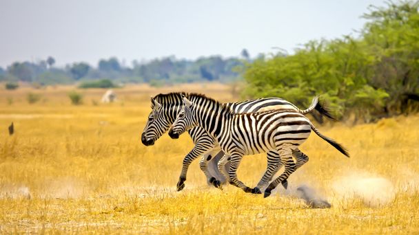 futó zebrák, Afrika - Fotó, kép