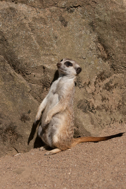 wild suricatta, meerkat animal  - Foto, imagen