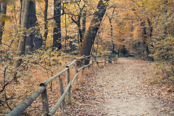 forest trail in autumn season - 写真・画像