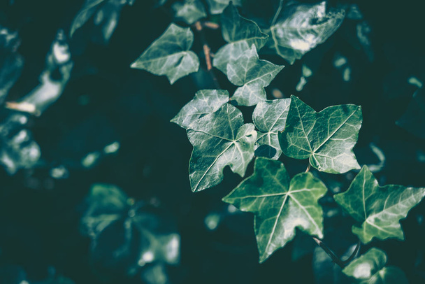Green Leaf Texture; nature background - Fotografie, Obrázek