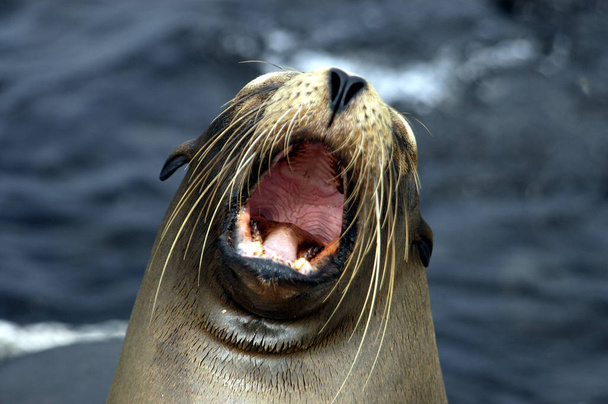 Cute sea lion, sea animal - Фото, зображення