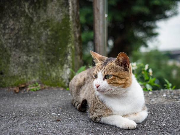 野生の猫と密接な肖像写真 - 写真・画像